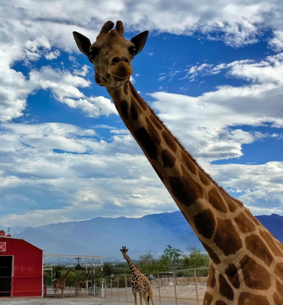 Safari en Nuevo León
