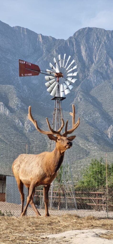 Safari en Nuevo León