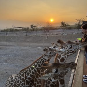 Convivencia con Jirafas Xenpal