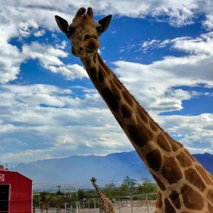 Convivencia con Jirafas Xenpal