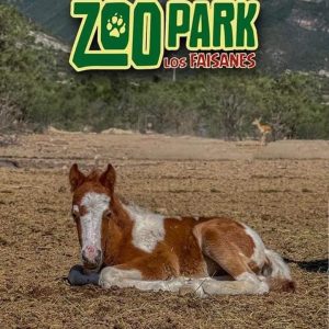 Transporte a Faisanes