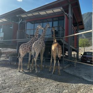 Hospedaje con Jirafas Xhant