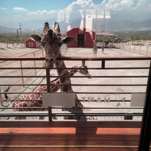 Hospedaje con Jirafas Xhant