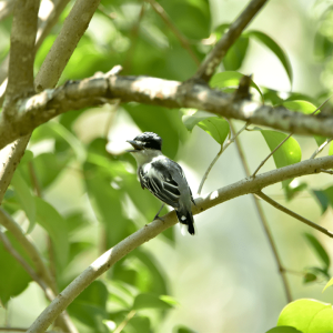 La Estanzuela Kingfisher 03