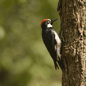 La Estanzuela Kingfisher 04