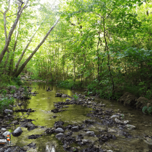 La Estanzuela Kingfisher 08