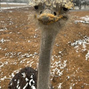 Transporte a Pueblo Salvaje