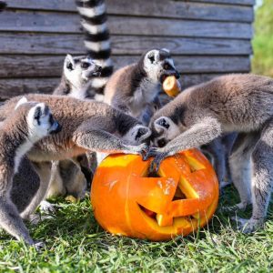 Transporte a Pueblo Salvaje
