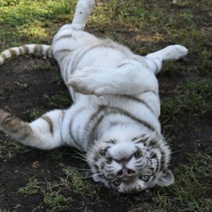 Transporte a Pueblo Salvaje